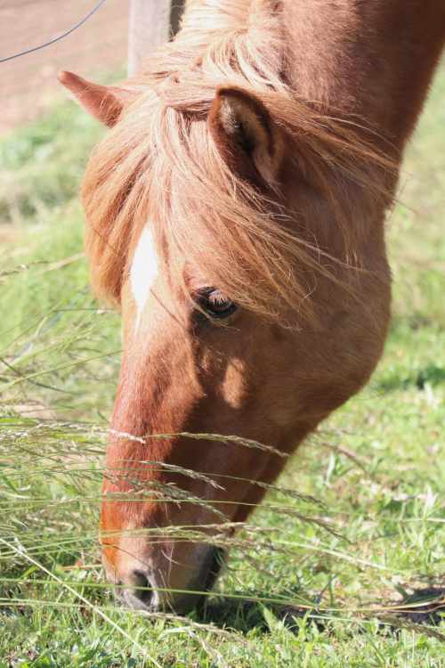 Pferd Glaisir